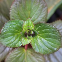 Gloxinia perennis (L.) Druce